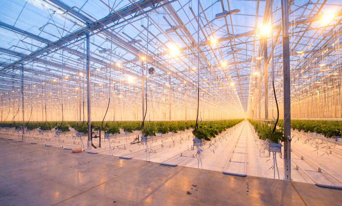 Kamna pro moderní hydroponické pěstování