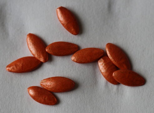 Vykládaná semena okurky