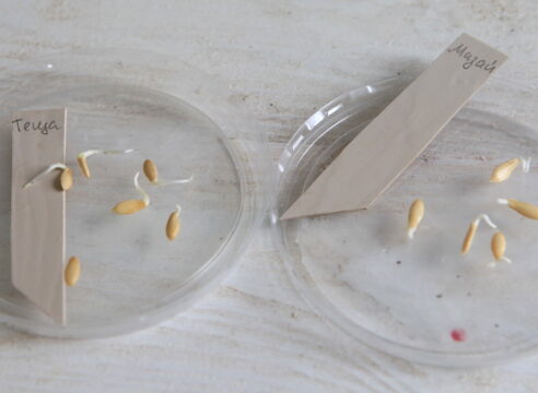 Fotografie naklíčených semen okurky