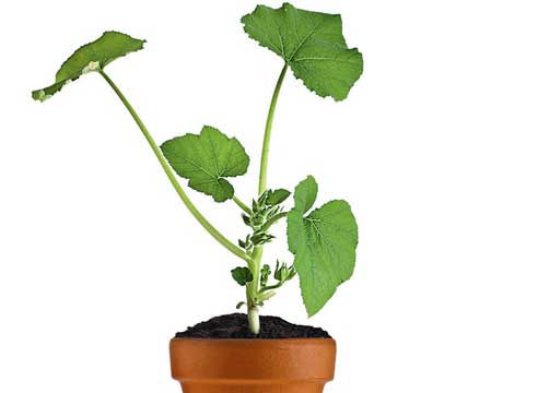 Jak pěstovat okurky na parapetu: odborné rady ohledně výběru odrůd a pěstování