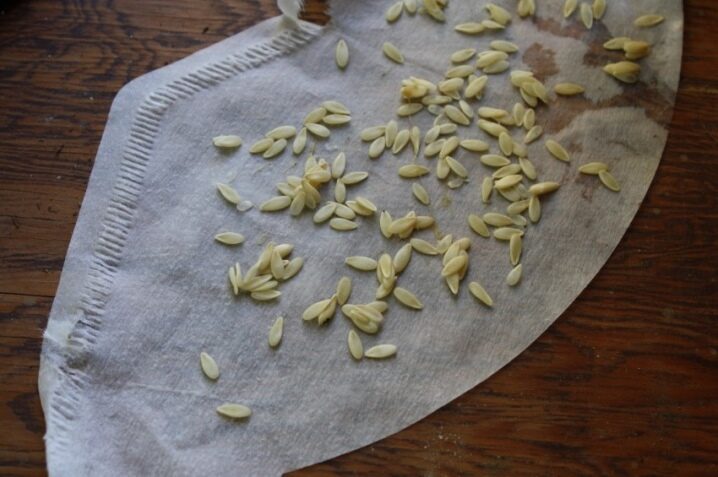 Příprava semen okurek pro výsadbu
