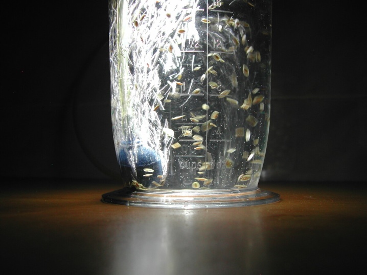Příprava semen okurek pro výsadbu