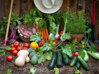 Co zasadit s okurkami ve skleníku a na otevřeném poli?