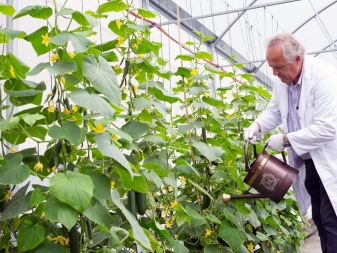Jak svázat okurky v polykarbonátovém skleníku?