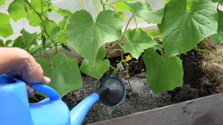 Jak krájet okurky ve skleníku?