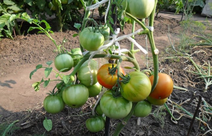 Zelená rajčata v zahradě