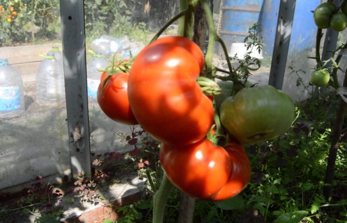 Rajčata ve skleníku
