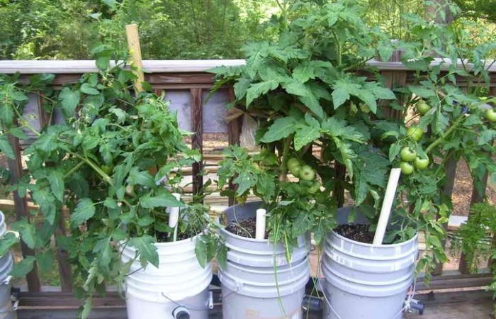 Čím děravější kbelík, tím více rajčat: jak experimentálně sázet a pěstovat rajčata ve vodních nádržích