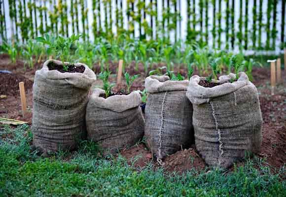 Pohodlné, mobilní, žádné potíže: jak zasadit a pěstovat rajčata v pytlích