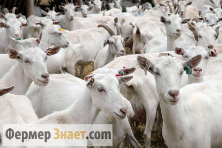 Tajemství a inovace v chovu domácích koz
