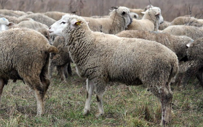 V létě tráví ovce většinu času na pastvě.