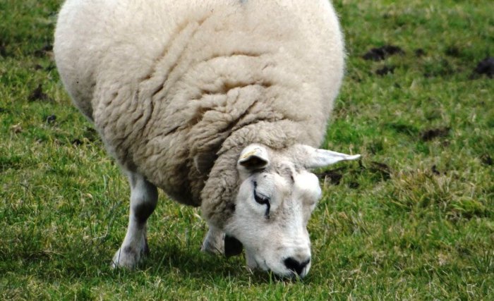 Krmení březí ovce by mělo být vyvážené