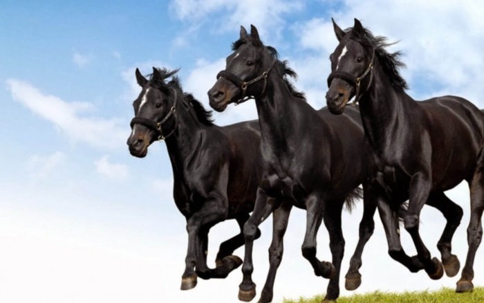 Kabardští koně