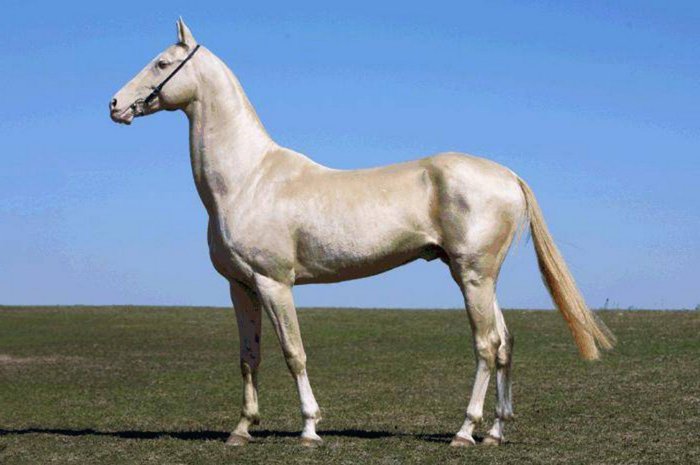 Plemeno achaltekinského koně