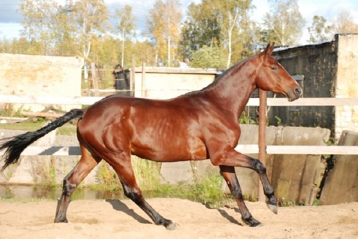 Oldenburští koně mohou mít různé barvy