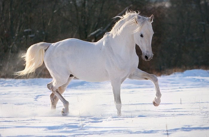 Terecký kůň charakteristického typu