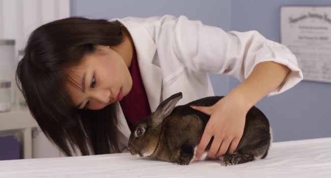 Veterinář vyšetřující králíka
