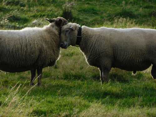 Březí (březí) ovce: kolik jehňat může být v jednom jehňat, frekvence březosti
