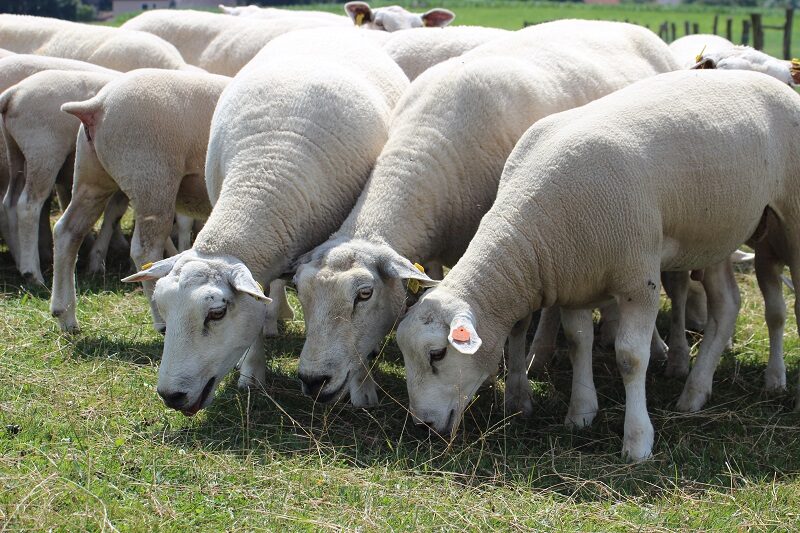 Chov ovcí v zemích světa