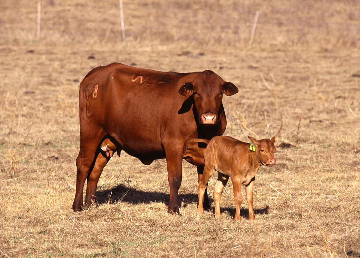 Co určuje průměrnou hmotnost krávy?