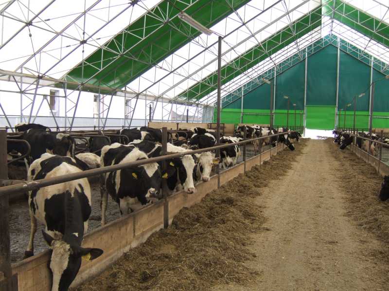 Jak jsou krmeny krávy v laktaci?
