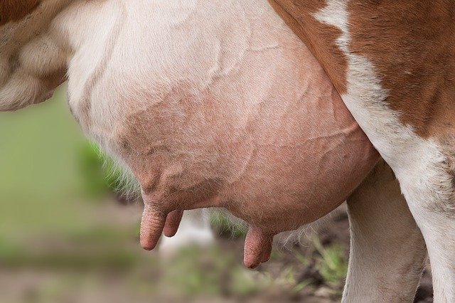 Jak léčit latentní mastitidu u krávy?