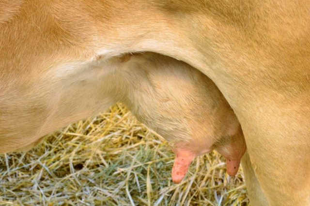 Jak odstranit bradavice z krávy na vemeně?