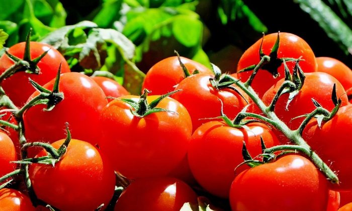 Jak pěstovat rajčata doma: pokyny krok za krokem, funkce péče