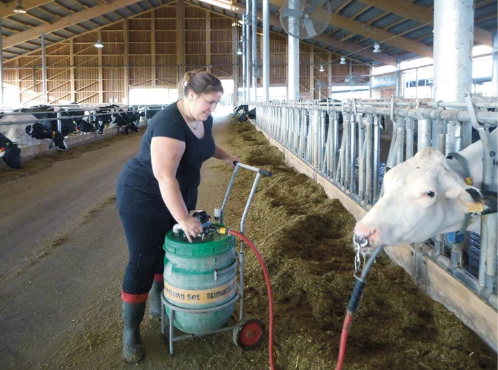 Jak podojit krávu po otelení?