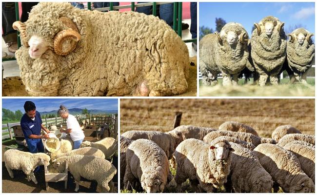Jak správně krmit ovce: v zimě plemenní berani, po jehňatech, mláďata, krmné normy