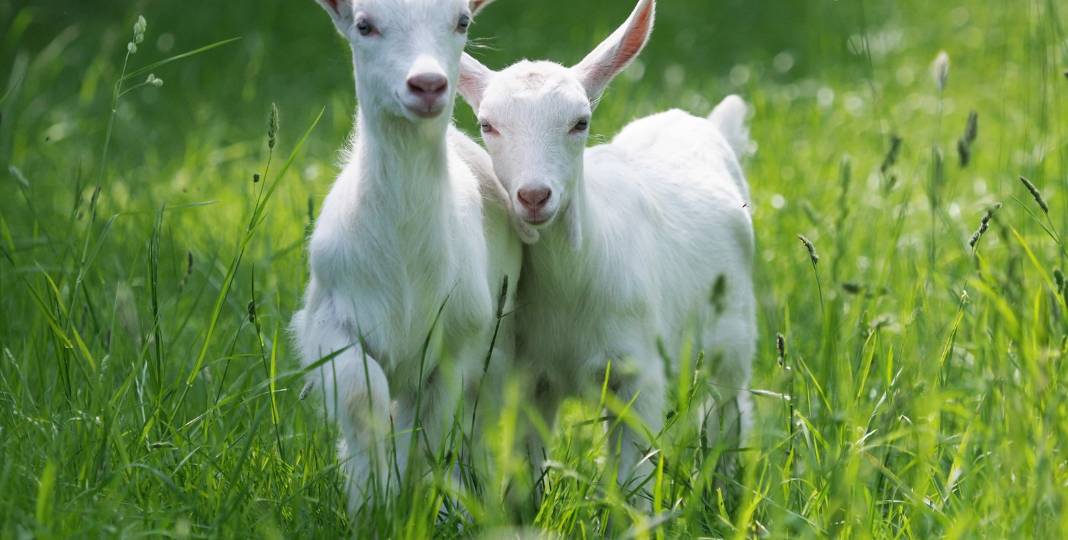 Jak vyrobit dojicí stroj pro kozy svépomocí?