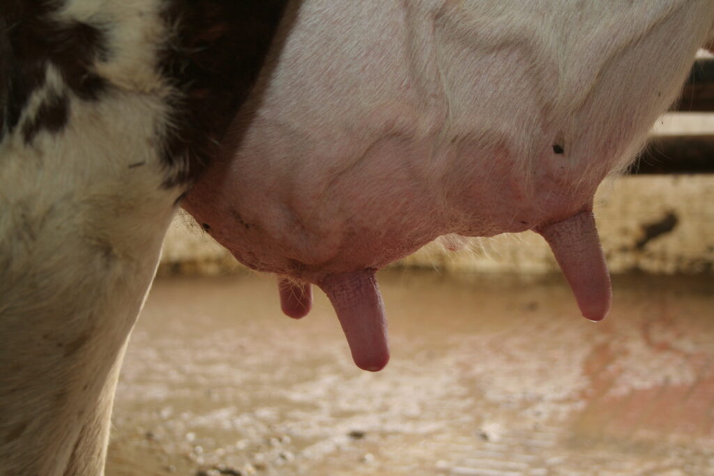 Katarální mastitida u krav