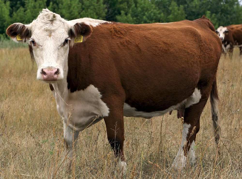 Kazašské plemeno krav s bílou hlavou