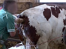Odkud pochází krev v kravském mléce?