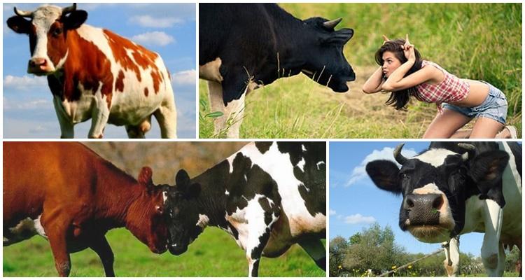 Přezdívka pro krávu a tele – jak si vybrat, co zvážit, oblíbené příklady