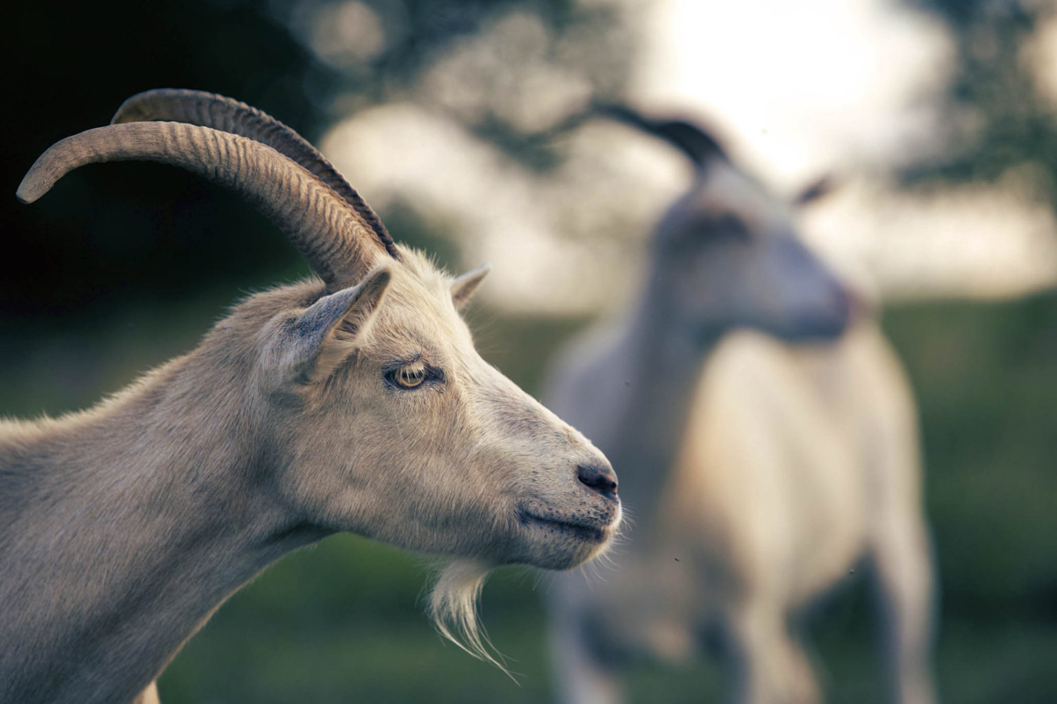 Proč je plemeno alpské kozy tak ceněné?