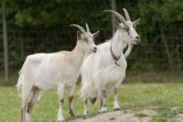 Co ovlivňuje délku života kozy?