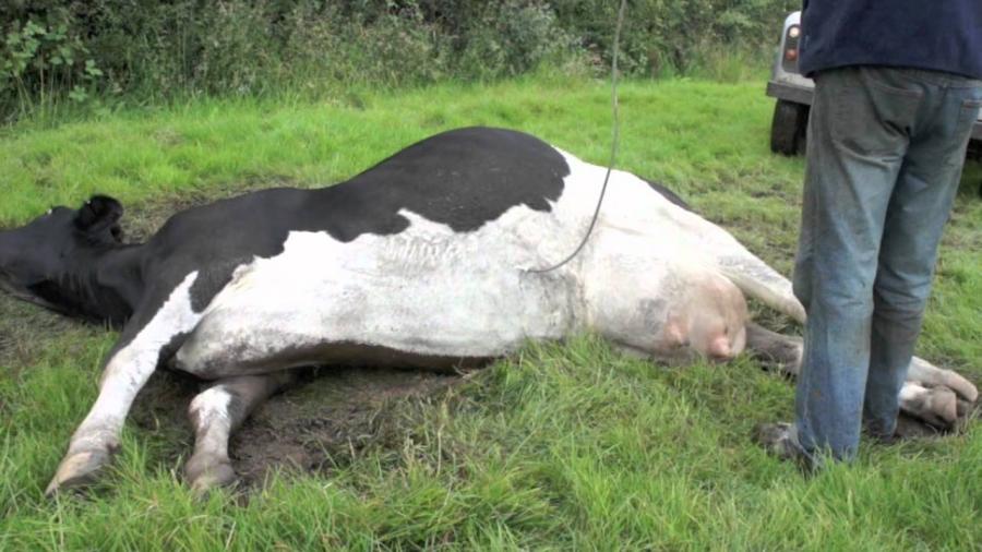 Zadržování placenty u krav – příznaky, léčba, prevence