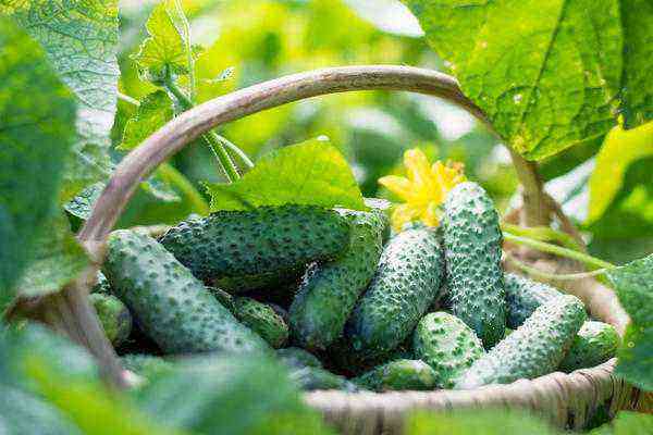5 sorter af agurker, der vil give en afgrøde under alle forhold