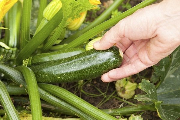 Årsager til rådnende zucchini og måder at redde afgrøden på