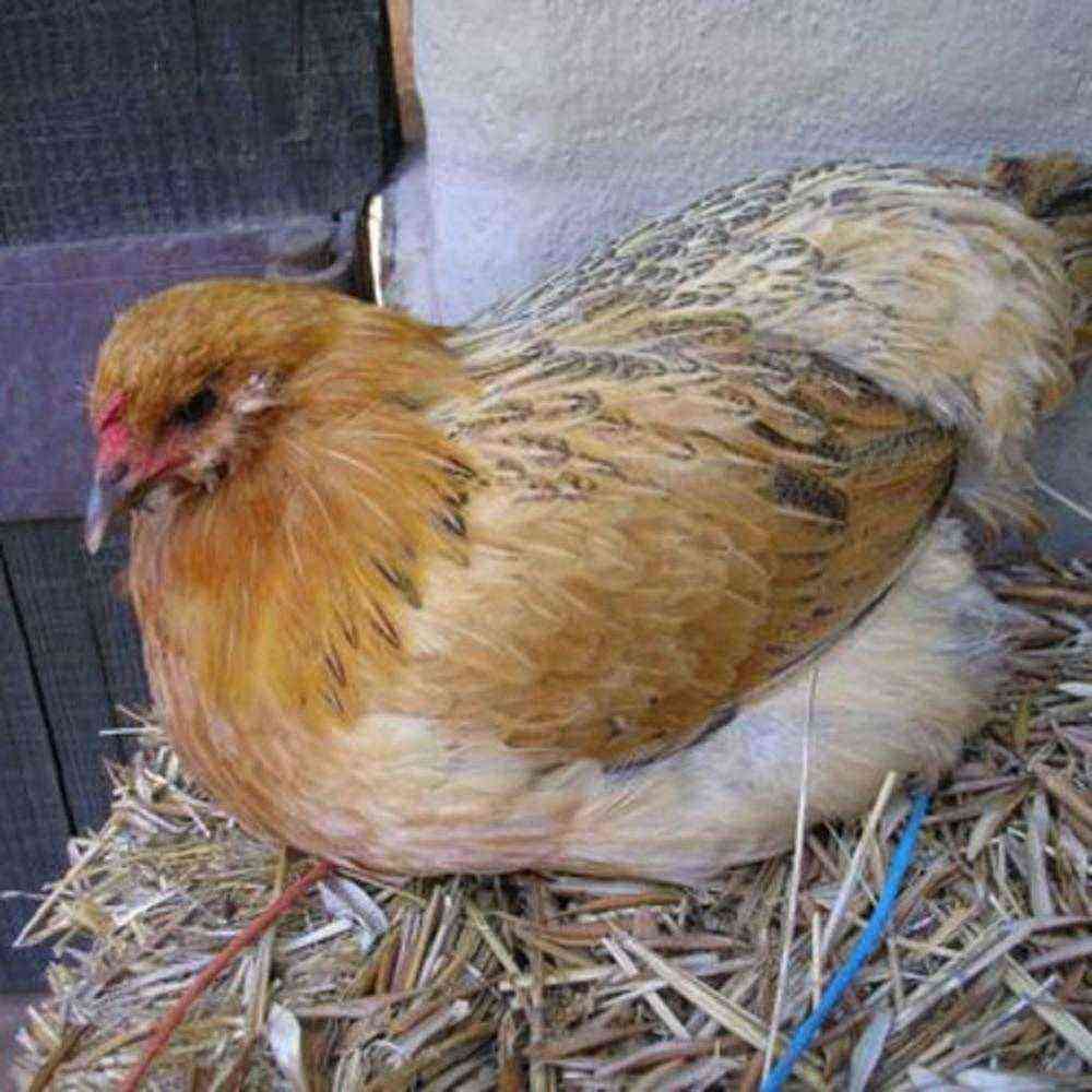 Æg retning kyllinger