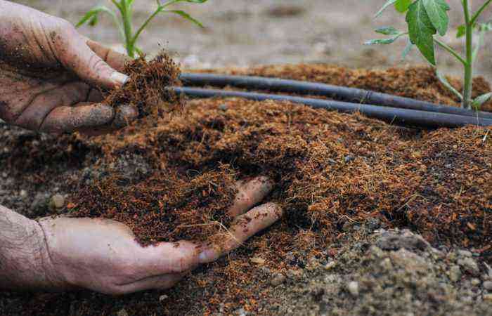 Anbefalinger fra erfarne gartnere til at forberede jorden til frøplanter af tomater