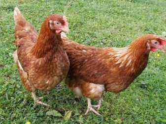 Beskrivelse af racen af ​​æglæggende høner, udseendet af kyllinger, ejeranmeldelser