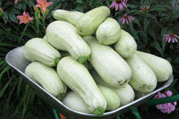 Bestemmelse af modenhed af zucchini og høsttid