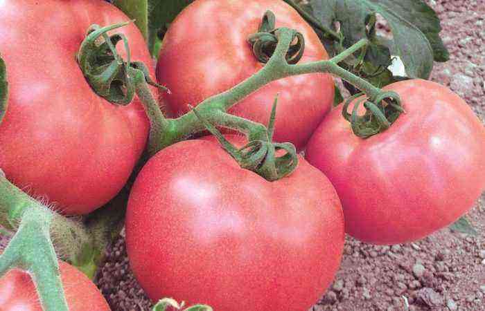 Chok er vores måde: at plante tomater med kogende vand er en hurtig og nem måde at få sunde tomatfrøplanter på