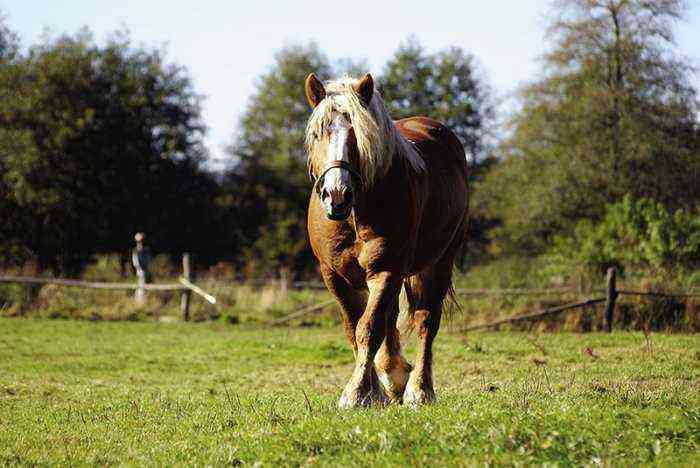 Clydesdale heste