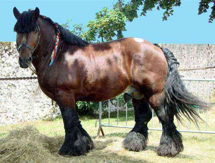 De største heste i verden