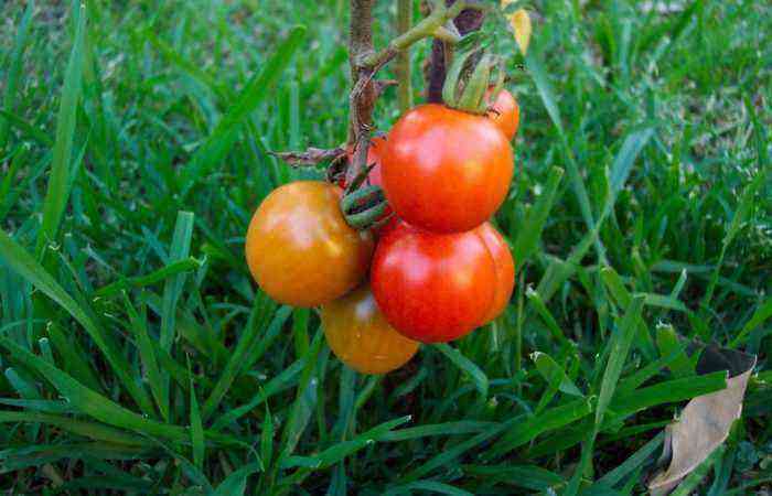Det allerbedste: saftige, duftende og søde tomater til drivhuse og åben jord – hvordan laver man ikke en fejl ved at vælge en sort?