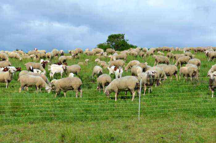 Elektronisk hyrde til får