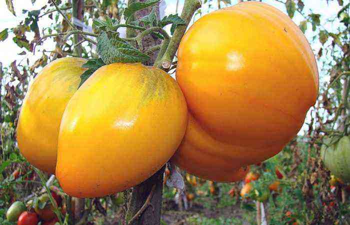 En favorit blandt giganterne – hvordan karakteriserer professionelle og amatører tomatsorten “King of Siberia”?